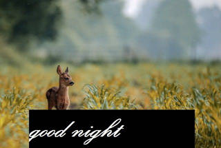 Good_night_cute